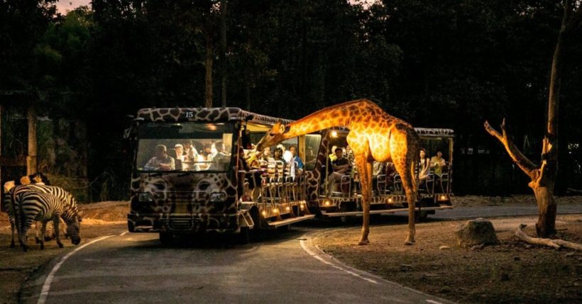 清邁夜間動物園遊園車